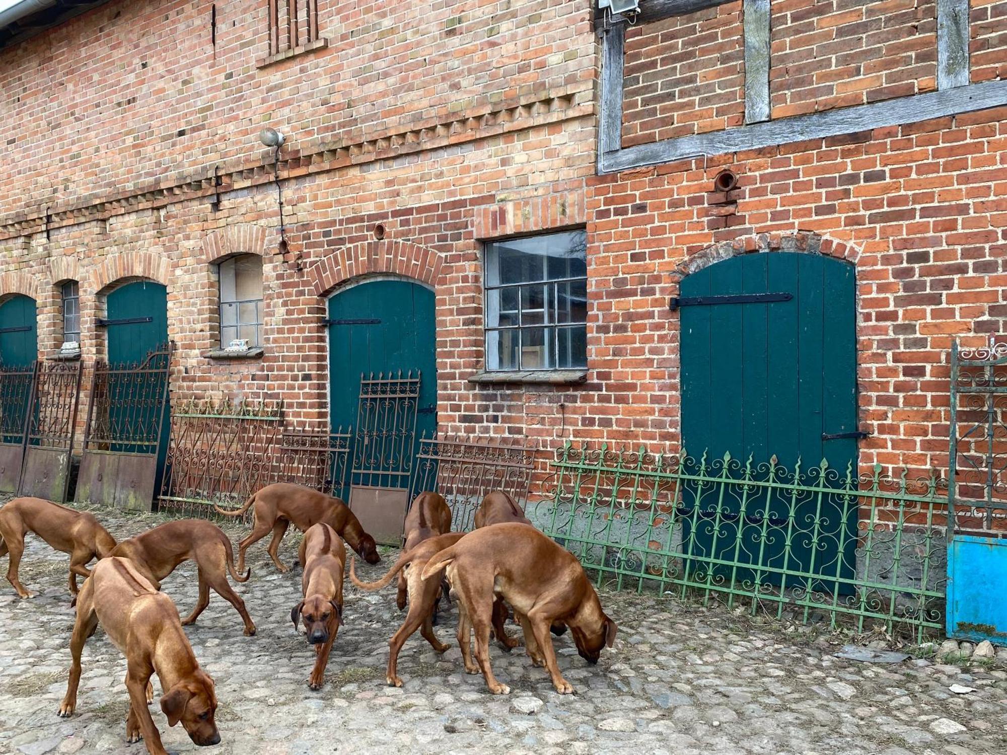 Bauernhof-Streichel-Zoo-Kombi-Familien-Suite-Im-Wald-Am-See Gulow Exteriér fotografie